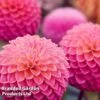 Dahlia 'Pink Suffusion'