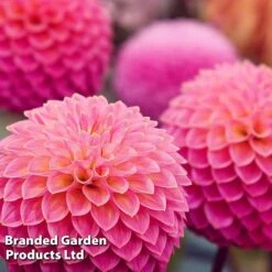 Dahlia 'Pink Suffusion'