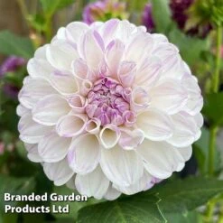 Dahlia 'Perfect Pompom Collection' -Flourish Flora DAHL POMPOMCOL W51604