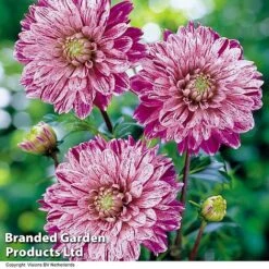 Dahlia 'Perfect Patchwork Collection' -Flourish Flora DAHL SMOKEY H39918