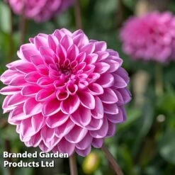 Dahlia 'Beautiful Bouquet Collection' -Flourish Flora DAHL SWEETLOVE W51729