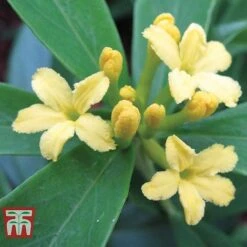 Daphne Gemmata 'Royal Crown' -Flourish Flora DAPH T79753 B