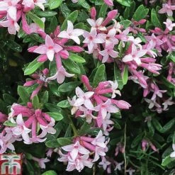 Daphne Fragrance Duo -Flourish Flora DAPH T79754 A2