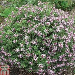 Daphne Fragrance Duo -Flourish Flora DAPH T79754 B2