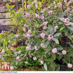 Daphne Odora 'Rogalski' -Flourish Flora DAPH WKC0234 E