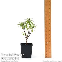 Daphne X Transatlantica 'Pink Fragrance' -Flourish Flora DAPH PINKFR9CM T45492