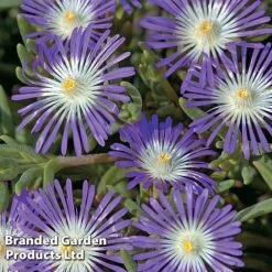 Delosperma 'Stardust'