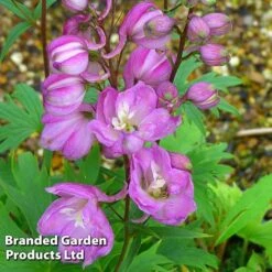 Delphinium Astolat -Flourish Flora DELP KA5040 B