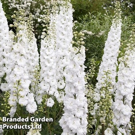 Delphinium Galahad 1 Delphinium Galahad