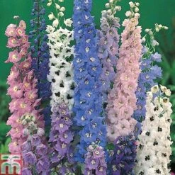 Delphinium 'Magic Fountains Mixed' -Flourish Flora DELP T74428 A h
