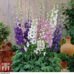 Delphinium 'Magic Fountains Mixed' -Flourish Flora DELP T74428 B