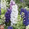 Delphinium 'Magic Fountains Mixed'