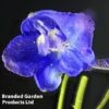 Delphinium Belladonna 'Bellamosum'