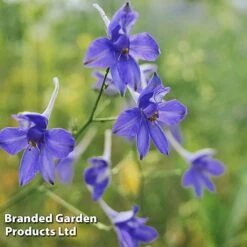Delphinium Grandiflorum 'Blue Butterfly'