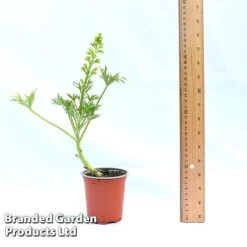 Delphinium 'Red Lark' -Flourish Flora DELP REDLAR9CM A