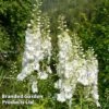 Delphinium 'White Swan'