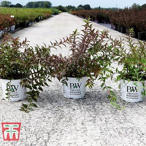 Deutzia × Rosea 'Yuki Cherry Blossom' 2 Deutzia × Rosea 'Yuki Cherry Blossom' - Image 2