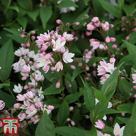 Deutzia × Rosea 'Yuki Cherry Blossom' 1 Deutzia × Rosea 'Yuki Cherry Blossom'