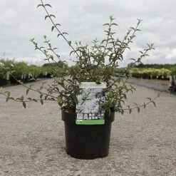 Deutzia Monbeigii -Flourish Flora DEUT MONBEIGII S45429 NOW