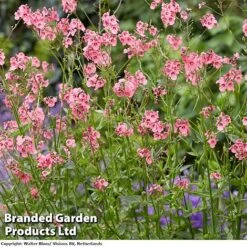 Diascia Personata 'Hopleys' -Flourish Flora DIACIAPERSONATAHOPLEYS A