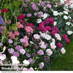 Dianthus 'Garden Pleasures Collection' -Flourish Flora DIAN GARDENPLE T44438