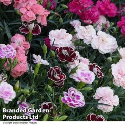 Dianthus 'Garden Pleasures Collection' -Flourish Flora DIAN GARDENPLE T444391