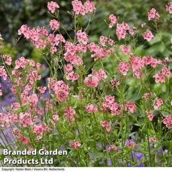 Diascia Personata 'Hopleys' -Flourish Flora DIAS WKC7169 D