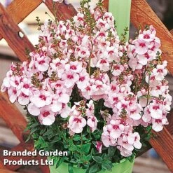 Diascia 'Divara Collection' -Flourish Flora DIAS DIVBLUSH S45555