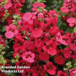 Diascia 'Divara Collection' -Flourish Flora DIAS DIVDEEPRE S45558