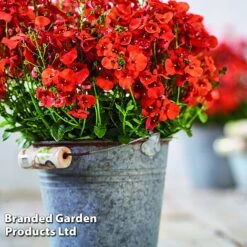 Diascia 'Divara Collection' -Flourish Flora DIAS DIVORANGE S45559