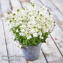 Diascia 'Divara Collection' -Flourish Flora DIAS DIVWHITE S45556