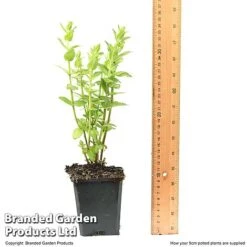 Diascia Personata 'Hopleys' -Flourish Flora DIAS HOPLEY9CM T49943