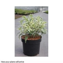 Diervilla Sessilifolia 'Cool Splash First Edition' -Flourish Flora DIER T66206 B h