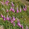 Dierama Pulcherrimum