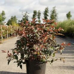 Diervilla Splendens 'Diva' -Flourish Flora DIER DIVA S45435 NOW