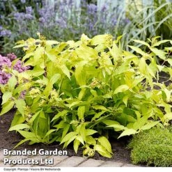 Diervilla Rivularis 'Honeybee' -Flourish Flora DIER HONEYBEE H61937