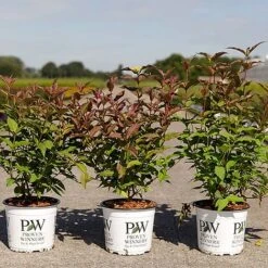 Diervilla 'Kodiak Red' -Flourish Flora DIER KODIAKRED S45434 NOW