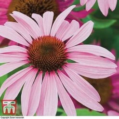 Bare Root Perennial Collection -Flourish Flora ECHI 10499 A1