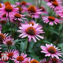 Everlasting Perennial Collection -Flourish Flora ECHI 10499 B1