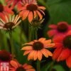 Echinacea 'Cheyenne Spirit'