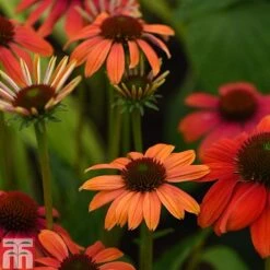 Echinacea 'Cheyenne Spirit'