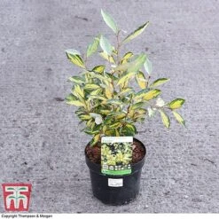 Elaeagnus X Ebbingei 'Eleador' -Flourish Flora ELAE 3110 A