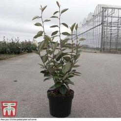 Elaeagnus Ebbingei -Flourish Flora ELAE T58186 D