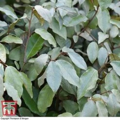Elaeagnus Ebbingei -Flourish Flora ELAE T58186 E
