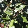 Elaeagnus X Ebbingei 'Clone'