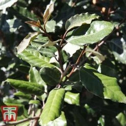 Elaeagnus X Ebbingei 'Clone'