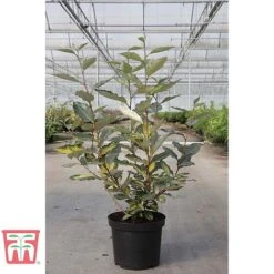 Elaeagnus X Ebbingei 'Eleador' -Flourish Flora ELAE TKA3110 A