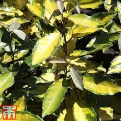 Elaeagnus X Ebbingei 'Eleador'