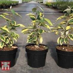 Elaeagnus X Submacrophylla 'Gilt Edge' -Flourish Flora ELAE TKA3114 A