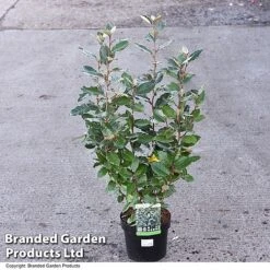 Elaeagnus Ebbingei 'Compacta' -Flourish Flora ELAE COMPACTA T28146